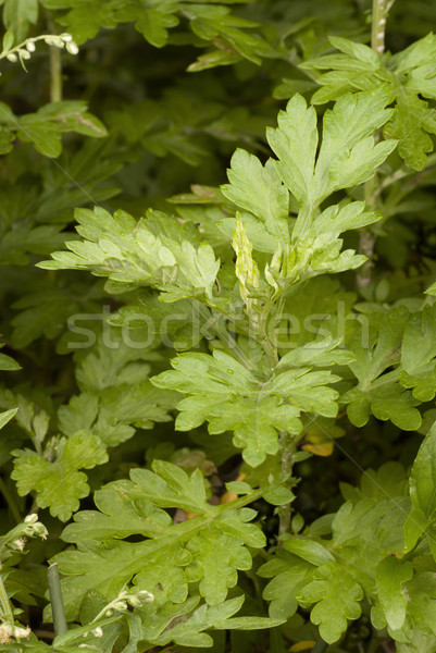 Mugwort - Artemisia vulgaris Stock photo © blinztree