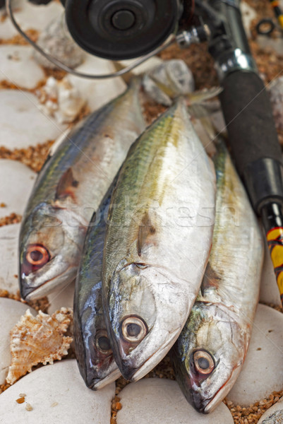 Indian Mackerels Stock photo © blinztree