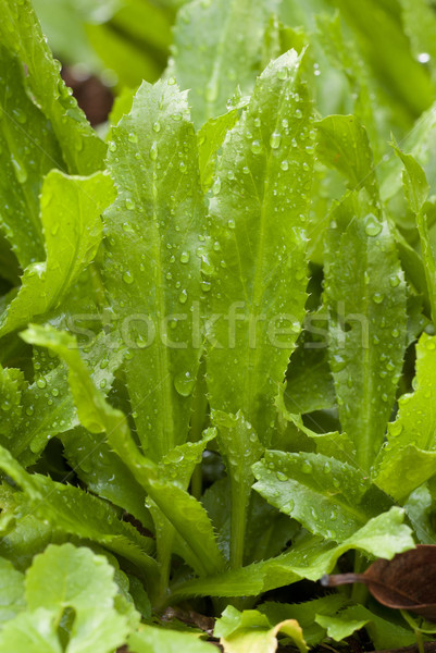 Sawtooth Coriander - Eryngium foetidum Stock photo © blinztree