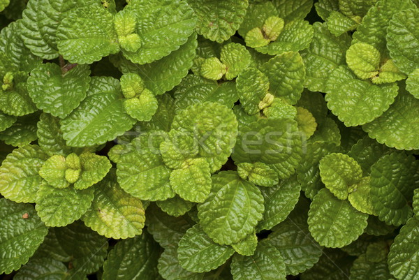 Pilea nummulariifoia - Creeping Charlie Stock photo © blinztree