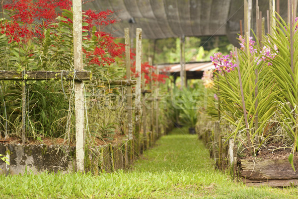 Orchidée jardin tropicales ferme Malaisie [[stock_photo]] © blinztree