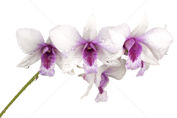 Dendrobium anosmum var semi album Stock photo © blinztree