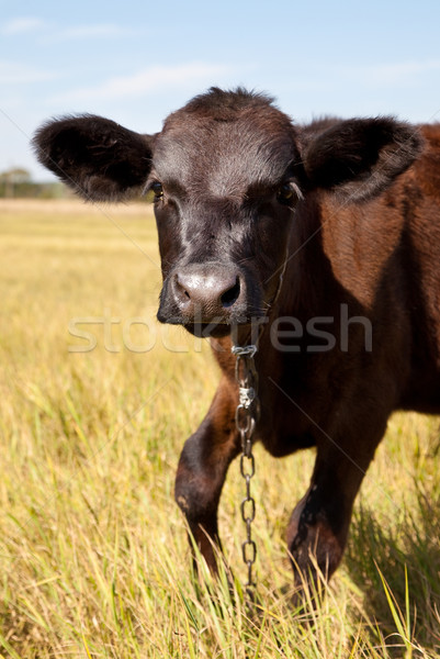 Cow Stock photo © bloodua