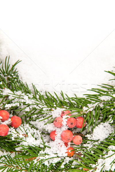 Karácsony váz hó bogyó izolált fehér Stock fotó © bloodua