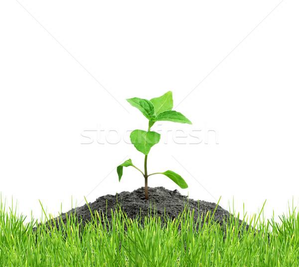 Stock photo: Sprout