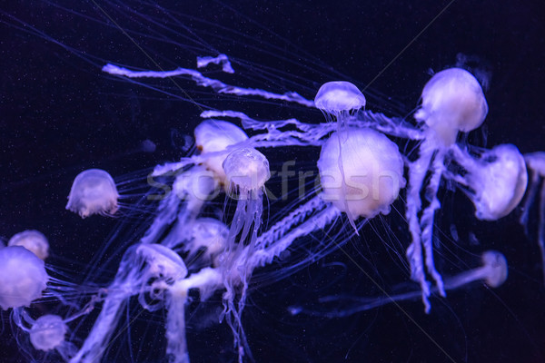 Belle méduse déplacement aquarium Dubaï océan [[stock_photo]] © bloodua