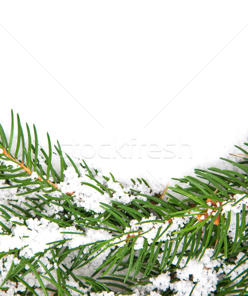 Karácsony váz hó izolált fehér természet Stock fotó © bloodua