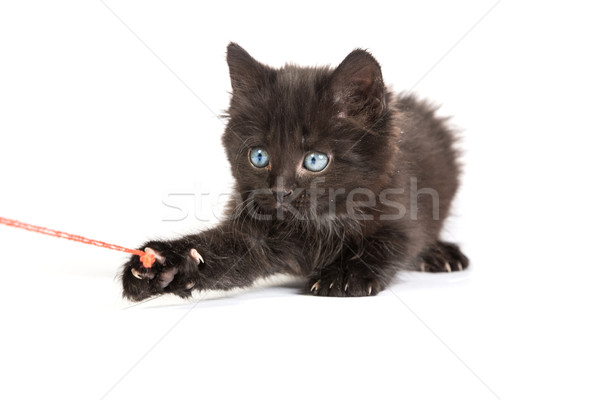 Foto stock: Preto · gatinho · jogar · vermelho · bola · fio