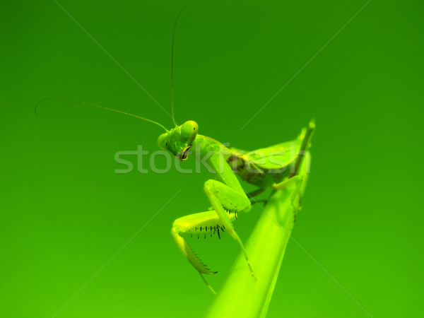 Mantis Stock photo © bloodua