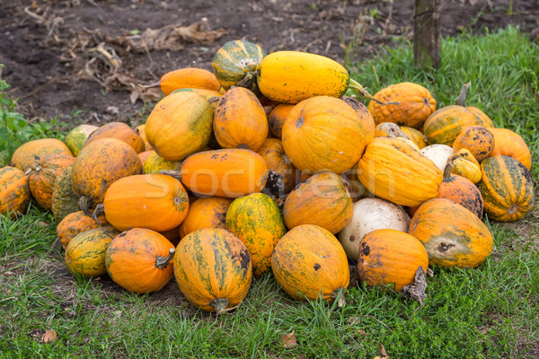 Pumpkins in pumpkin patch waiting to be sold Stock photo © bloodua