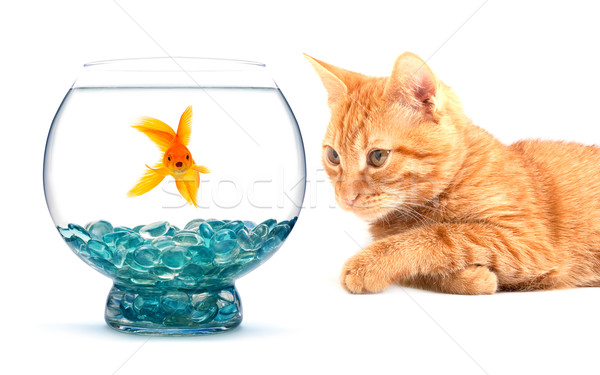 Goldfish кошки играет изолированный белый природы Сток-фото © bloodua