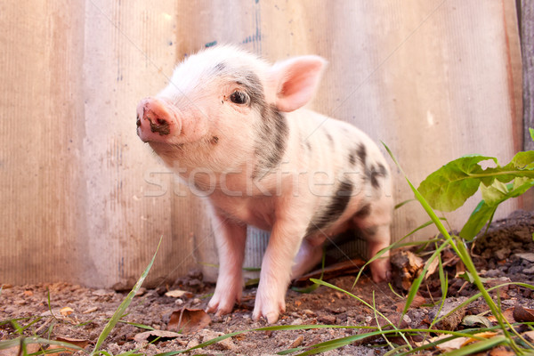 Close-up of a cute muddy piglet running around outdoors on the f Stock photo © bloodua