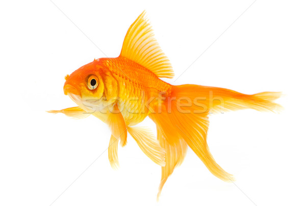 Foto stock: Peixe-dourado · ouro · peixe · isolado · branco · natureza