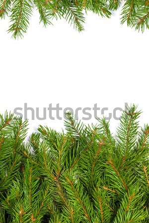 Karácsony váz zöld izolált fehér erdő Stock fotó © bloodua
