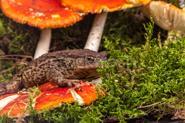 Toad is sitting on amanita Stock photo © bloodua