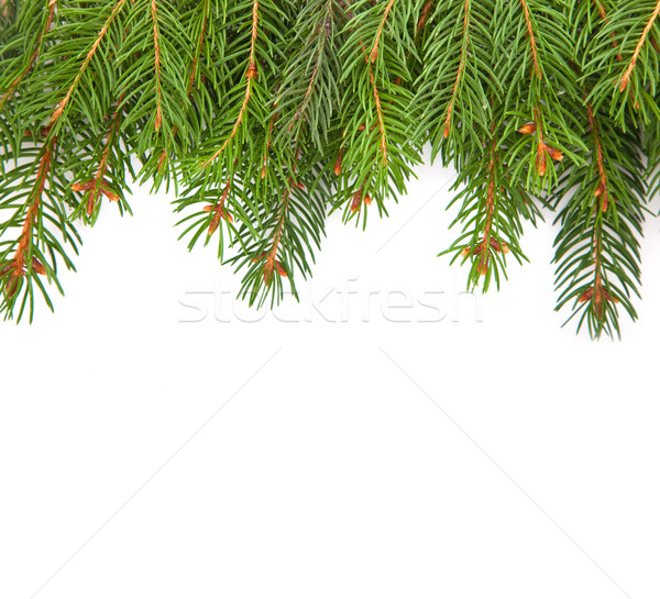 クリスマス フレームワーク 緑 孤立した 白 森林 ストックフォト © bloodua