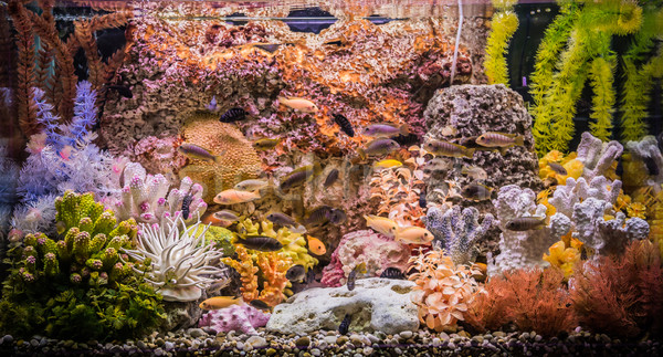 édesvíz akvárium halfajok zöld gyönyörű trópusi Stock fotó © bloodua