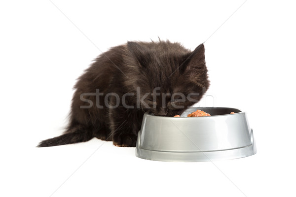 Noir chaton manger chat alimentaire blanche [[stock_photo]] © bloodua