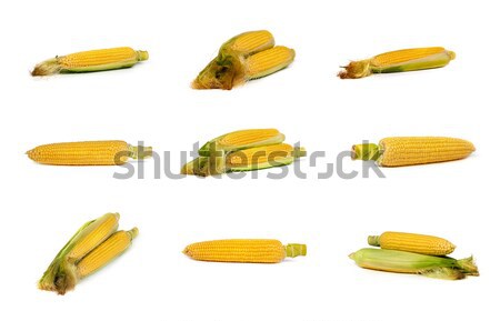 set of uncooked corn on the cob Stock photo © bloodua