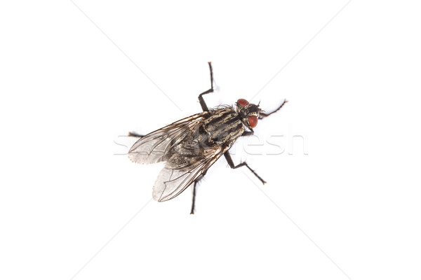 Fly isolated on white. Macro shot of a housefly, Stock photo © bloodua