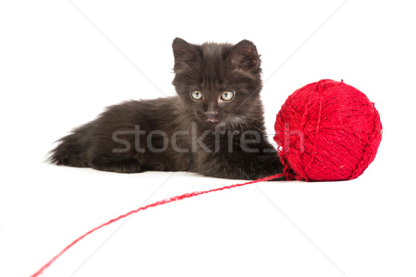 Stockfoto: Zwarte · kitten · spelen · Rood · bal · garen