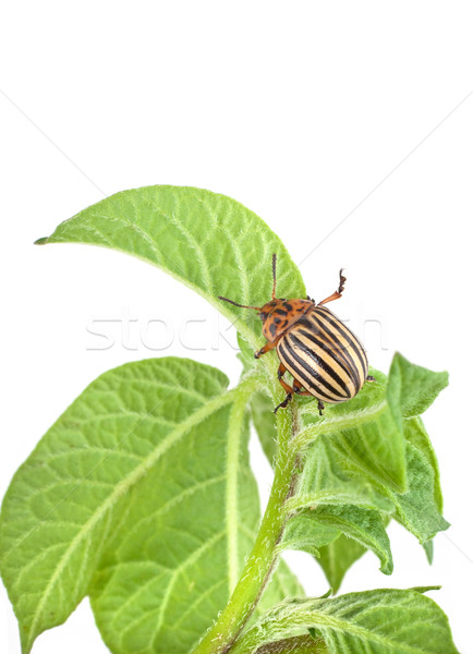 Colorado potato beetle Stock photo © bloodua