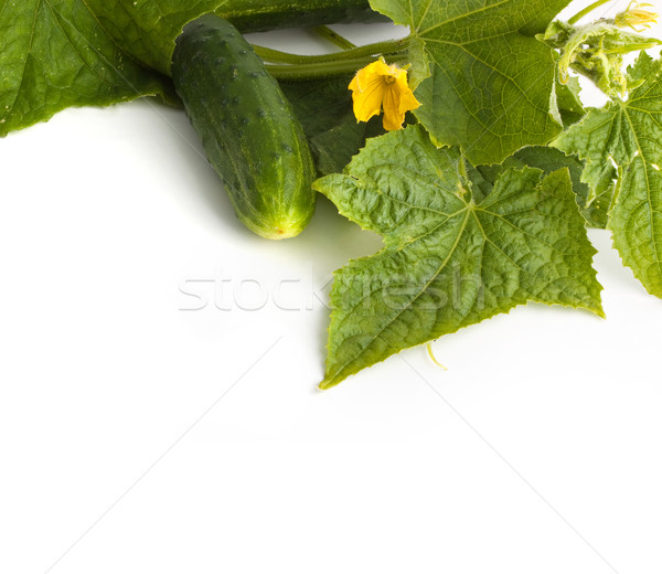 The cucumber white flowers  Stock photo © bloodua