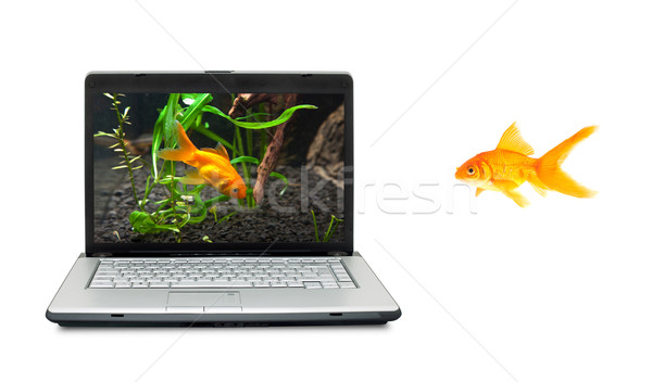 Goldfisch Aquarium weiß Computer Liebe home Stock foto © bloodua