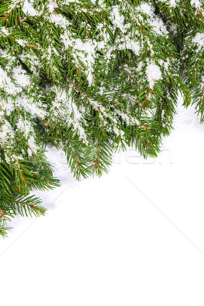 Рождества снега изолированный белый природы Сток-фото © bloodua
