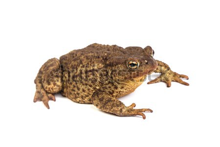 Forest toad. Green frog Stock photo © bloodua