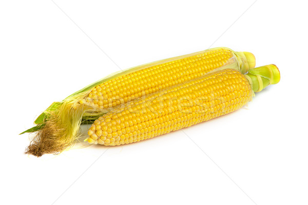 Fresh uncooked corn on the cob Stock photo © bloodua