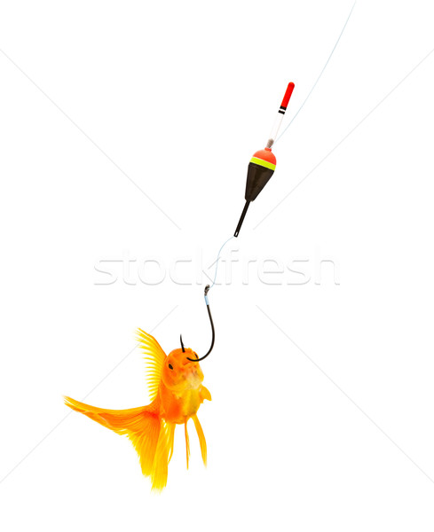 Goldfishes and cat Stock photo © bloodua