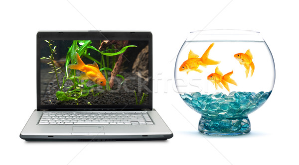 Stockfoto: Goudvis · aquarium · witte · computer · liefde · vis