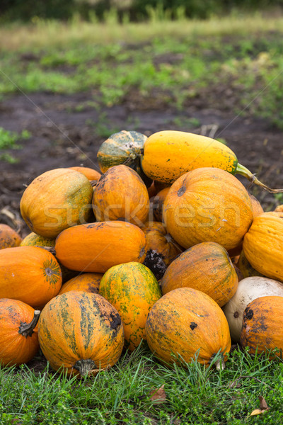 Zucche zucca attesa venduto scelto Foto d'archivio © bloodua