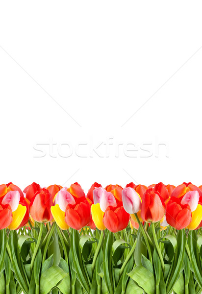 Haufen Tulpen isoliert weiß Hintergrund orange Stock foto © bloodua