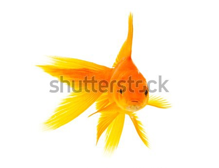 Сток-фото: Goldfish · золото · рыбы · изолированный · белый · природы