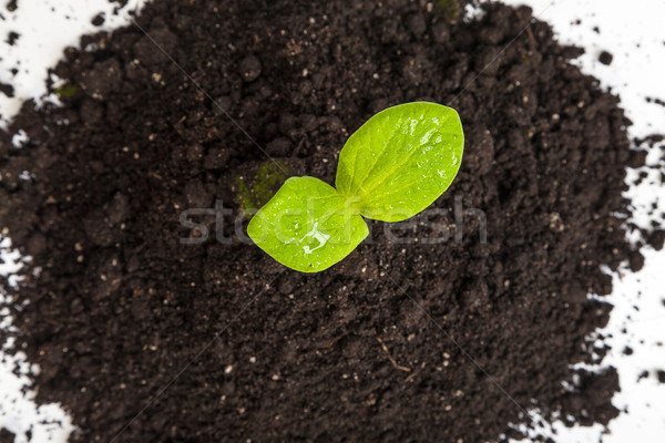 Halom kosz zöld növény hajtás izolált Stock fotó © bloodua