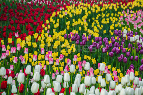 Stockfoto: Veelkleurig · bloem · tulp · veld · holland · mooie