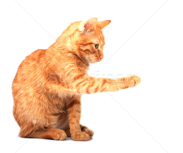 Cat Stock photo © bloodua