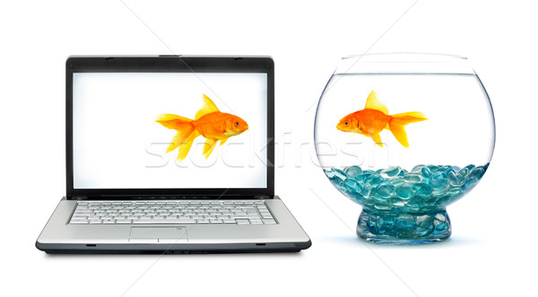 Goldfisch Aquarium weiß Internet Fisch Natur Stock foto © bloodua