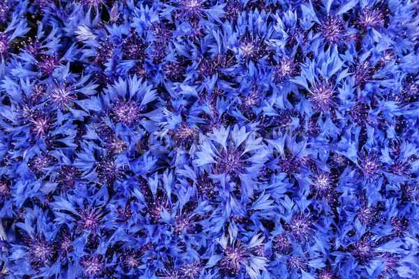 Beautiful spring flowers blue cornflower on background. Blue flo Stock photo © bloodua