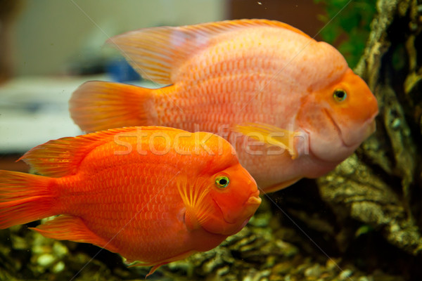 Tropicales de agua dulce acuario grande rojo peces Foto stock © bloodua