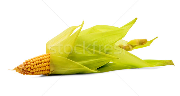 Corn Stock photo © bloodua