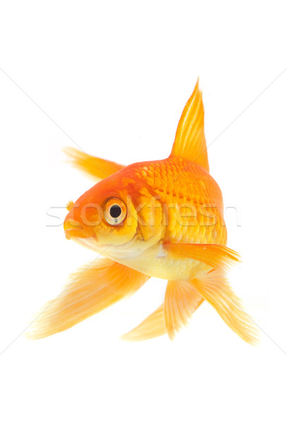 Goldfish or poissons isolé blanche nature [[stock_photo]] © bloodua