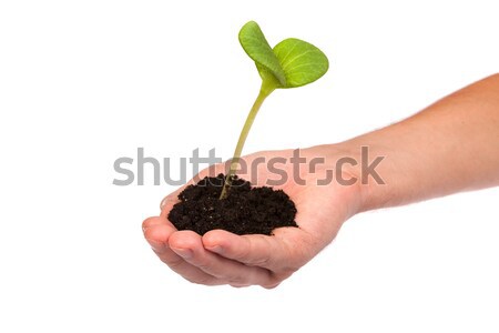 Male hand hold a small sprout and an earth handful Stock photo © bloodua
