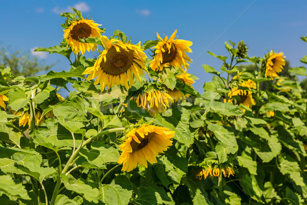 Słońce kwiaty dziedzinie Ukraina słoneczniki Zdjęcia stock © bloodua
