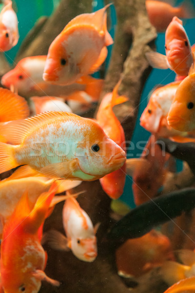 熱帯 淡水 水族館 ビッグ 赤 魚 ストックフォト © bloodua