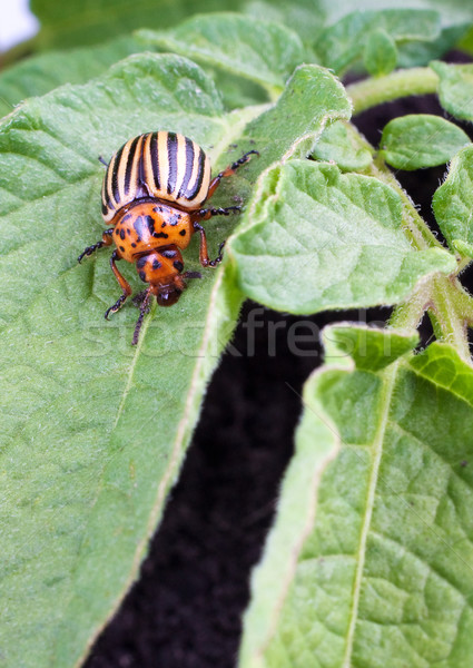 Colorado aardappel kever groene bladeren wereld blad Stockfoto © bloodua