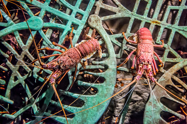alive lobster in an aquarium Stock photo © bloodua