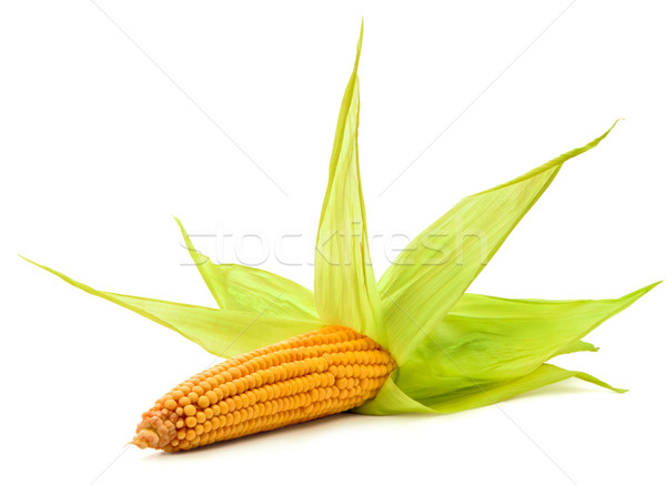 Corn Stock photo © bloodua